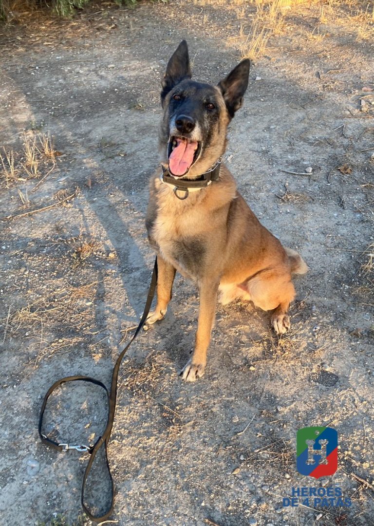 Arón, Pastor Belga Malinois
