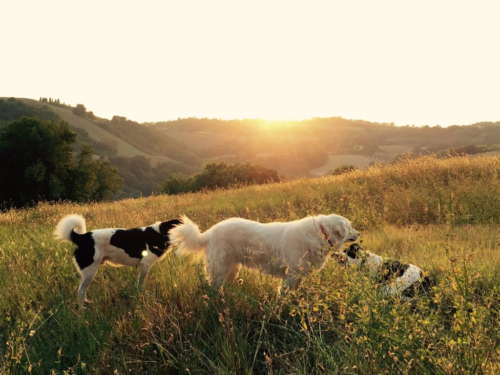 Perros héroes de 4 patas