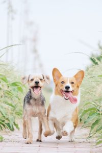 Perros héroes de 4 patas