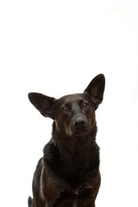 Perros héroes de 4 patas