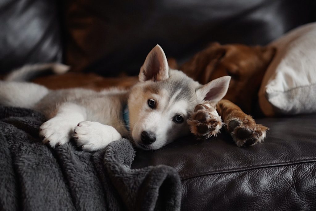 Héroes perros