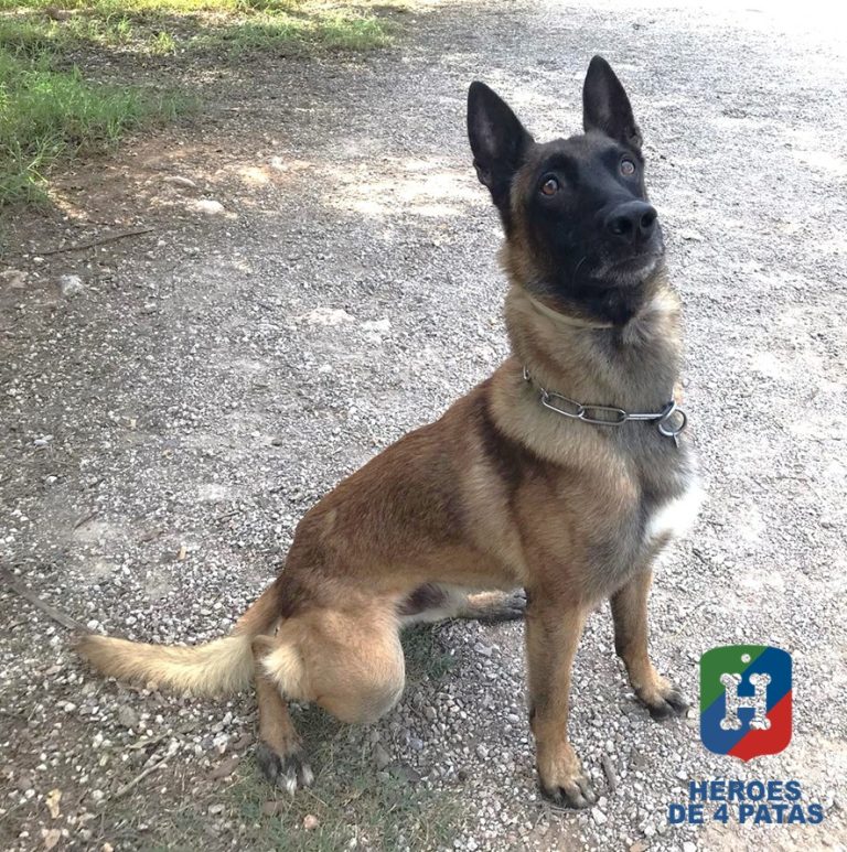 Bosco, Pastor Belga Malinois