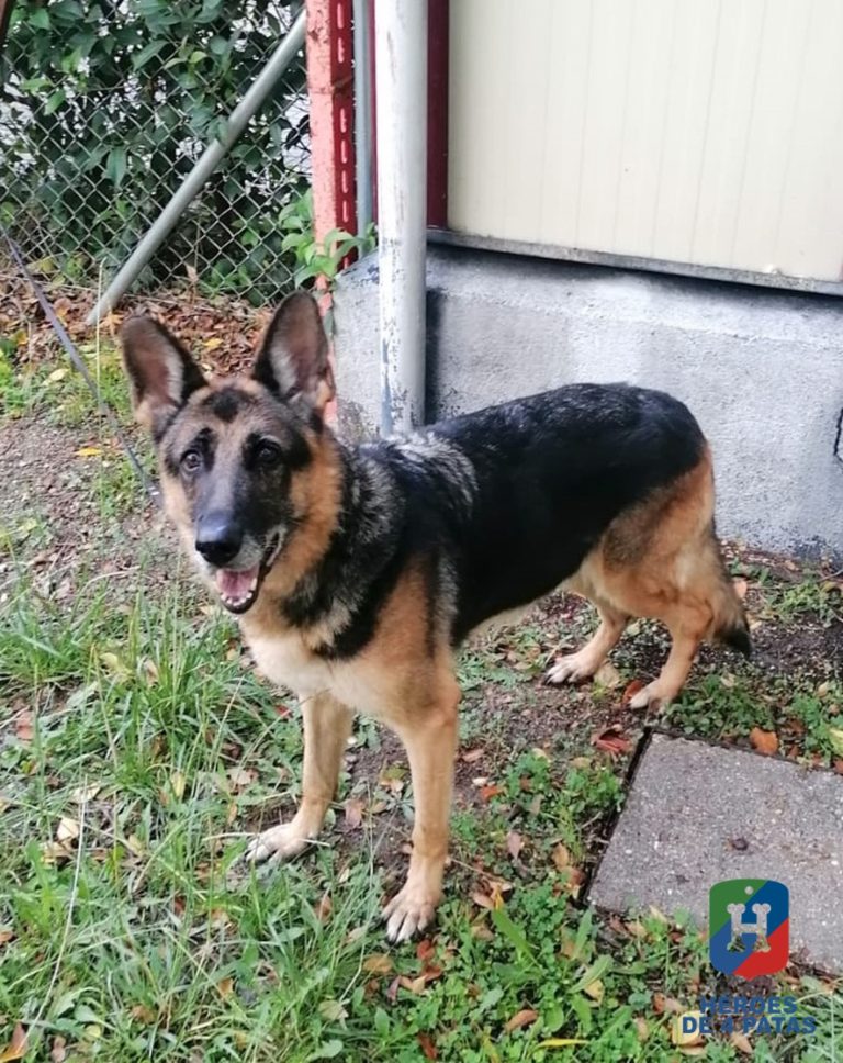 Lola, Pastor Alemán