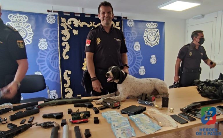 Pipo, Perro de Aguas Español