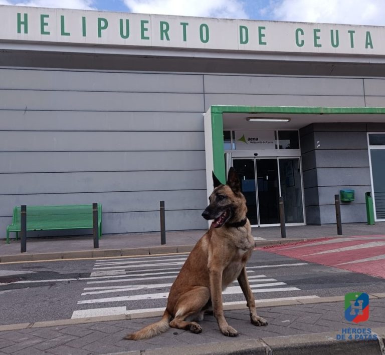 Atila, Pastor Belga Malinois