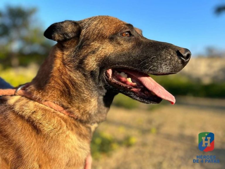 Epi, Pastor Belga Malinois