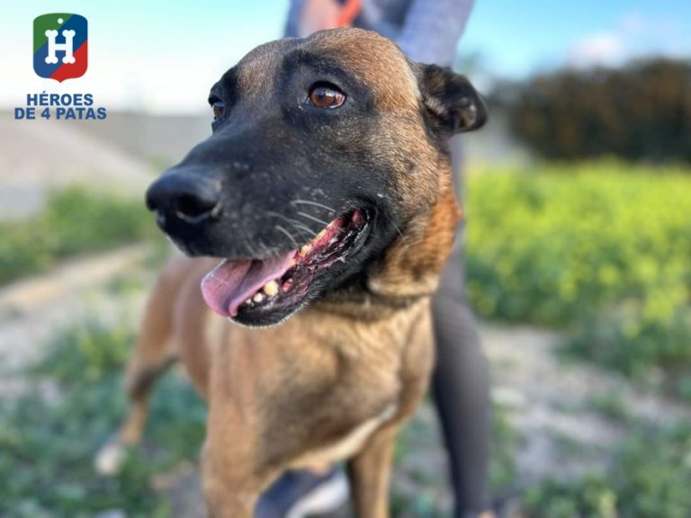 Blas, Pastor Belga Malinois