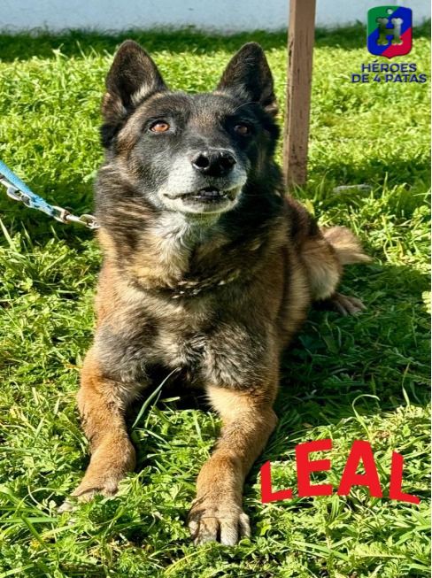 Leal, Pastor Belga Malinois