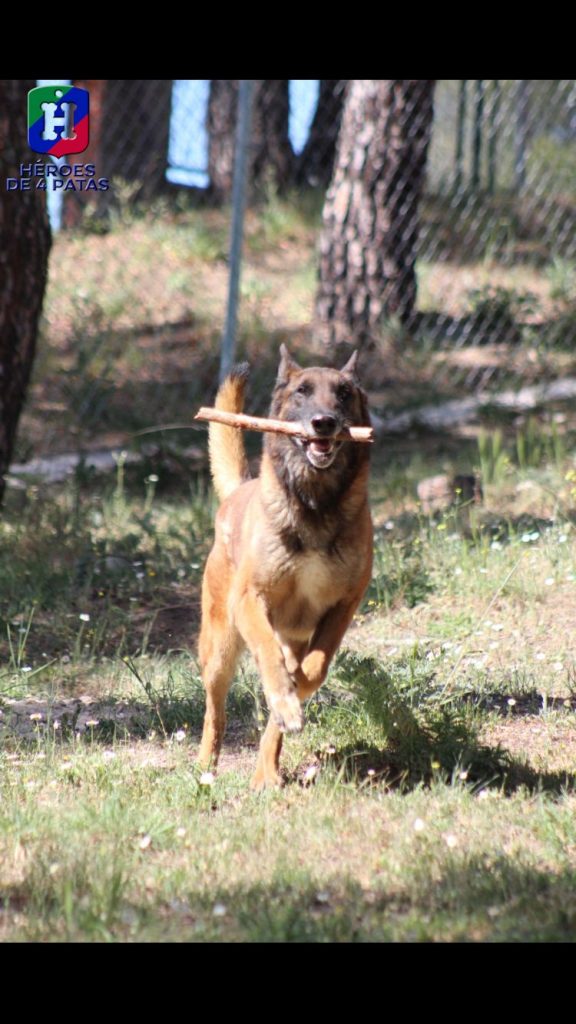 Lenon, Pastor Belga Malinois