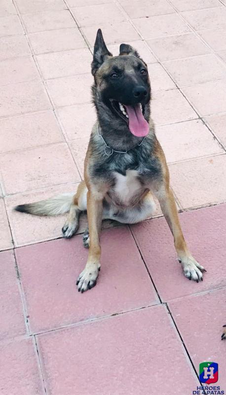 Eli, Pastor Belga Malinois