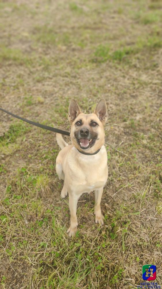 Ajo, Pastor Belga Malinois