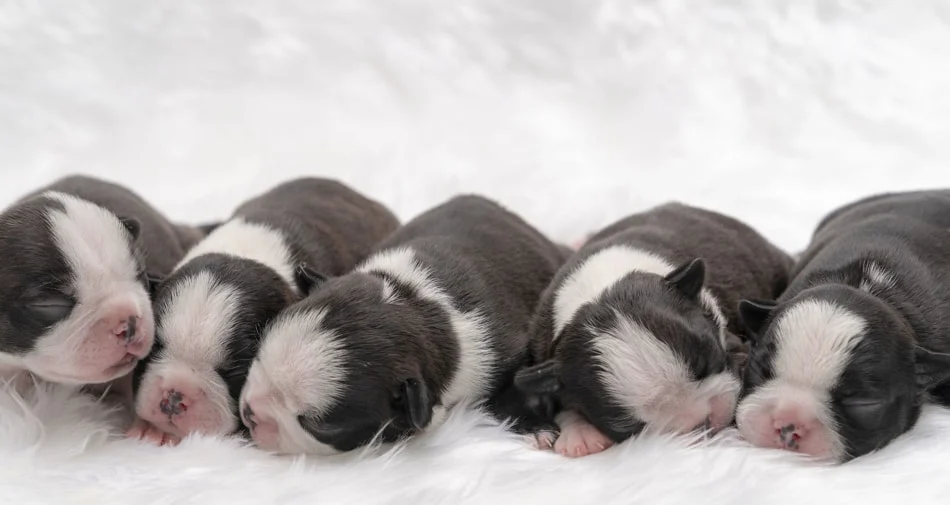 cachorritos