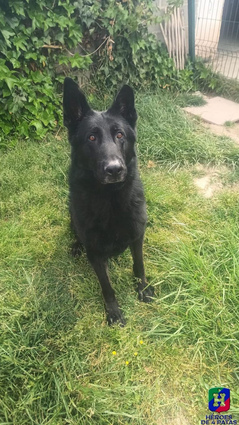 Ragnar, Pastor Alemán