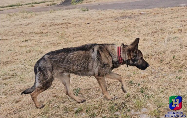 Zeus, Pastor Alemán