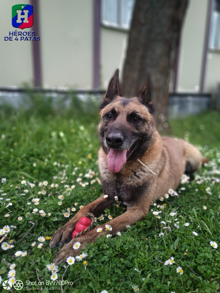Lion, Pastor Belga Malinois