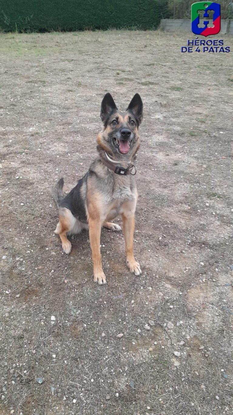 Buff, Pastor Alemán