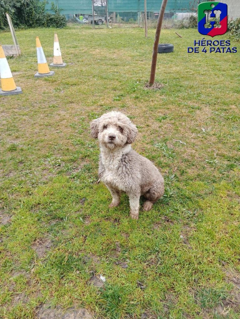 Babel, Perro de Aguas