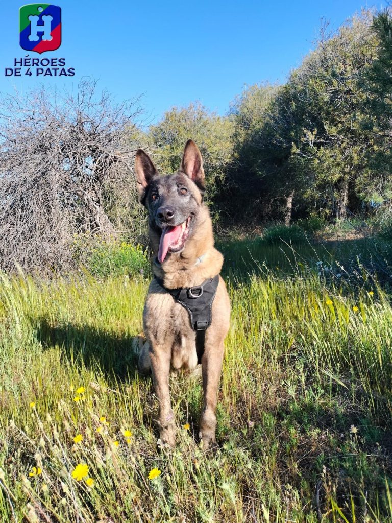 Zoe, Pastor Belga Malinois