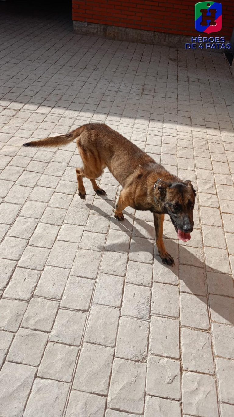 Luna, Pastor Belga Malinois