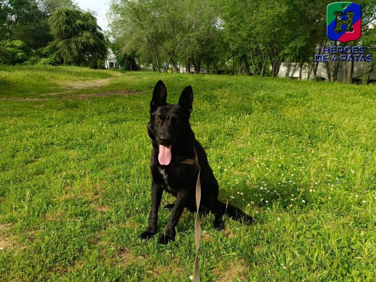 Ralf, Pastor Alemán