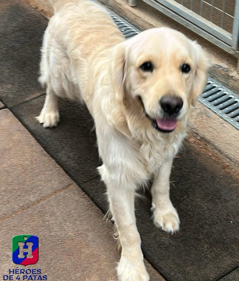 Odie, Golden Retriever