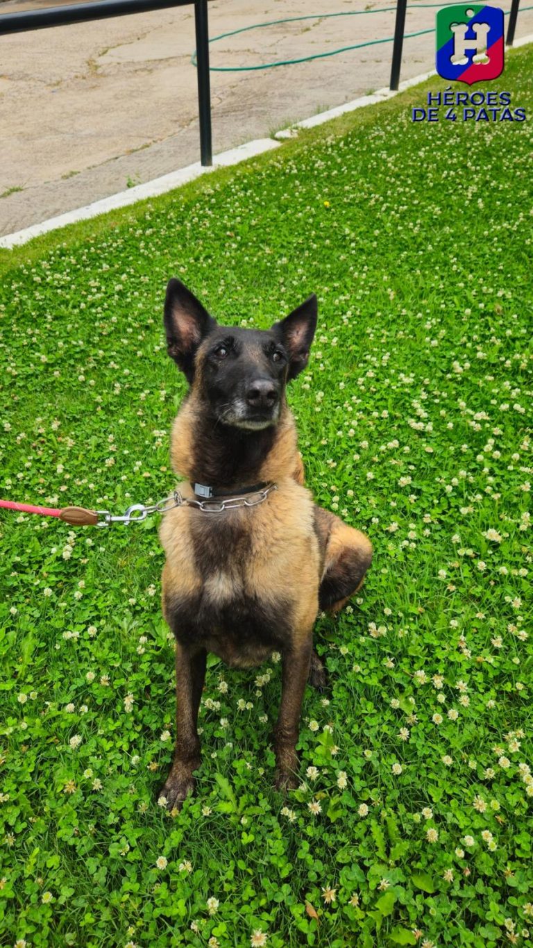 Panda, Pastor Belga Malinois