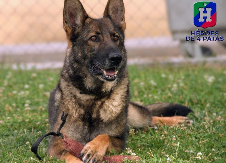 Raisa, Pastor Alemán