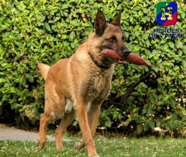 Blacky, Pastor Belga Malinois