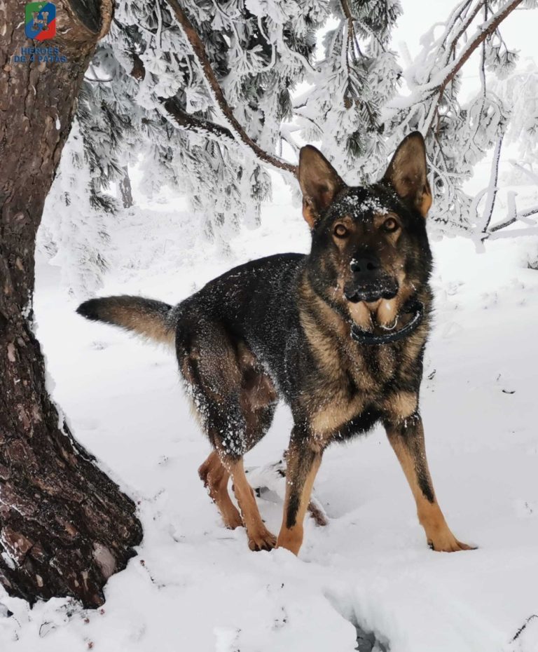 Brit, Pastor Alemán