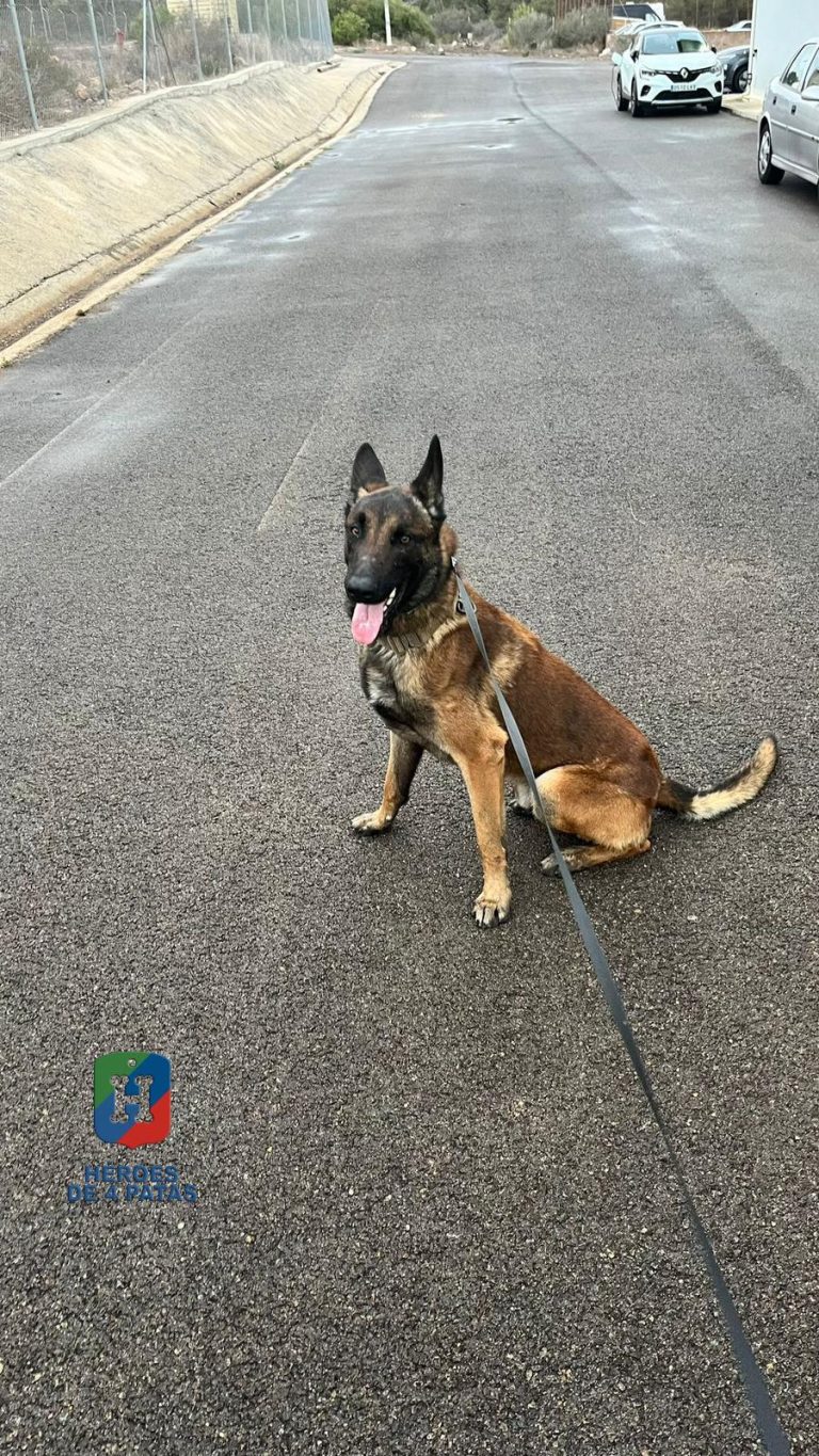 Ryu, Pastor Belga Malinois