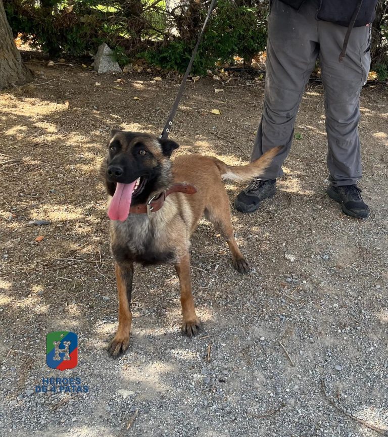 Brocha, Pastor Belga Malinois