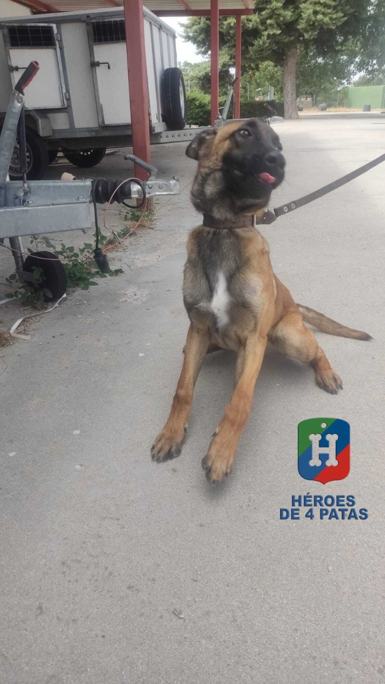 Cody, Pastor Belga Malinois