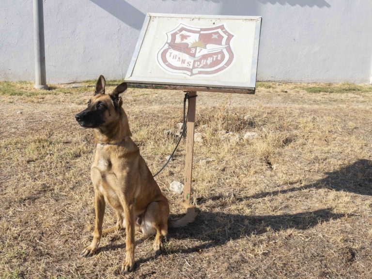 Kira, Pastor Belga Malinois