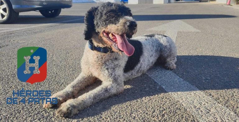 Yoki, Perro de Aguas Español