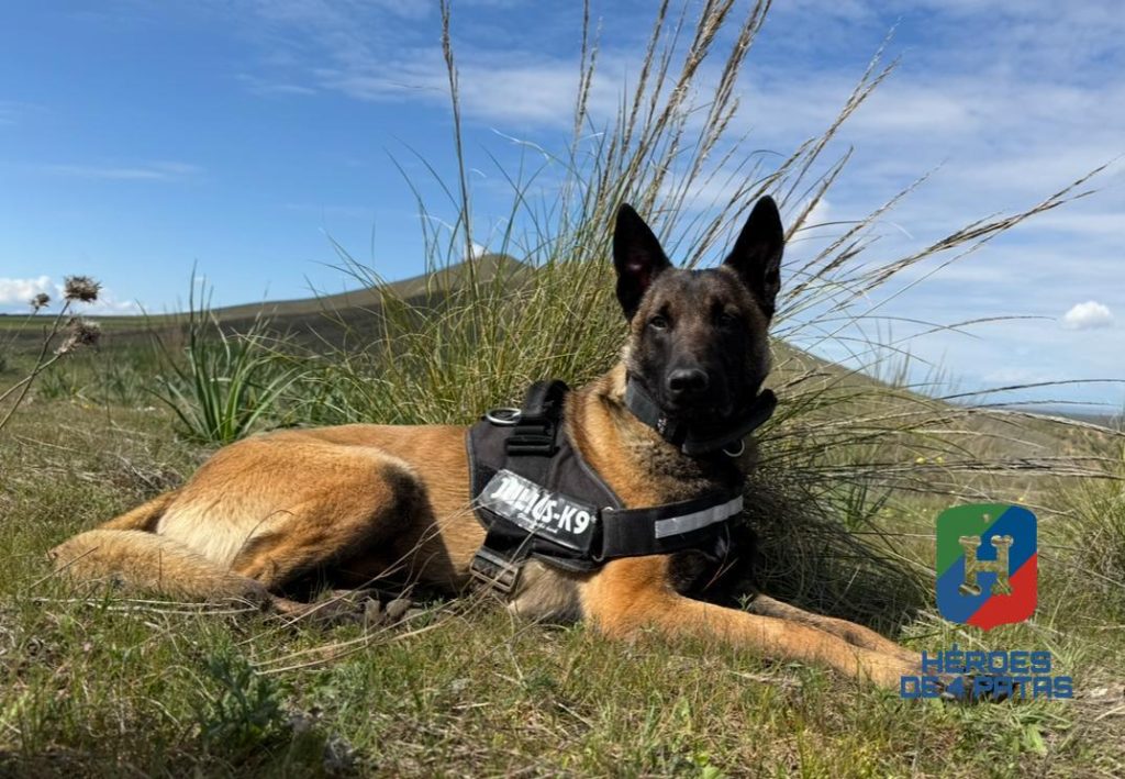 Walter, Pastor Belga Malinois