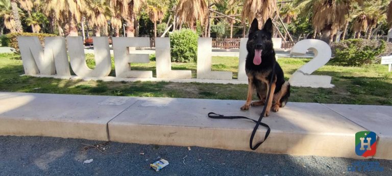 Nova, Pastor Alemán