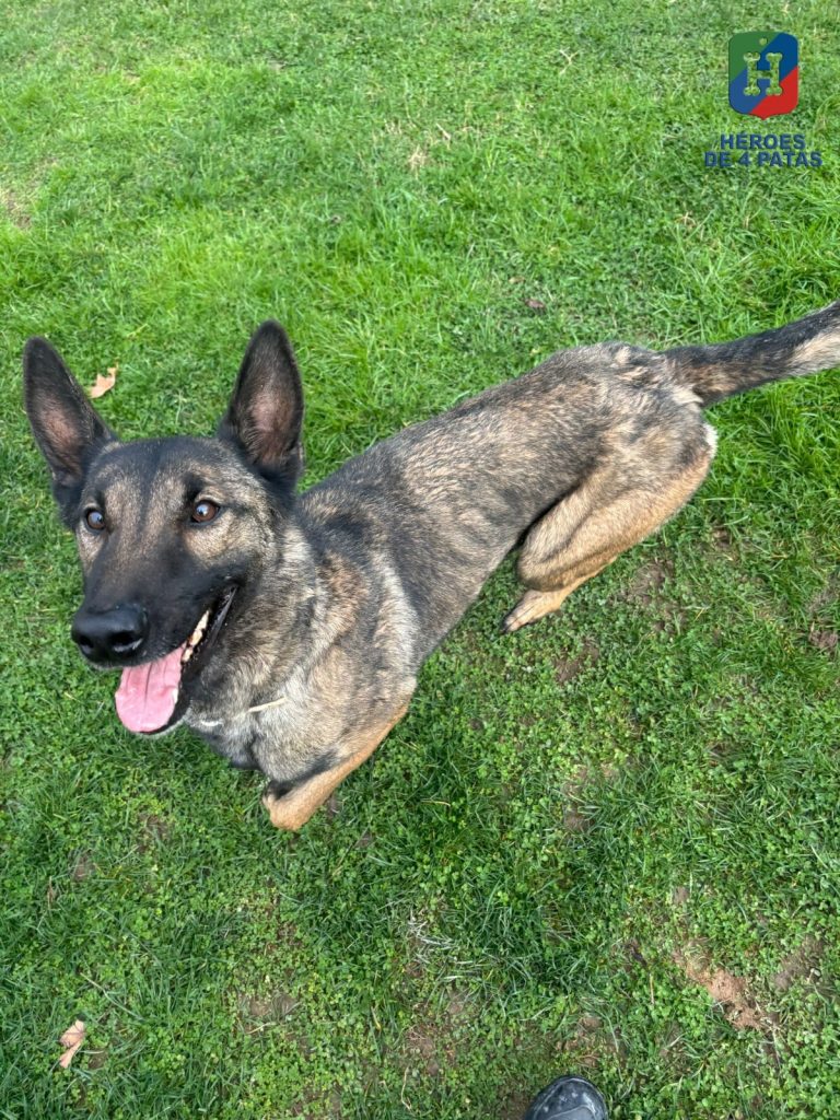 Temis, Pastor Belga Malinois