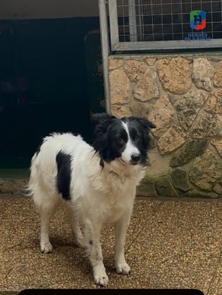 Brisa, Border Collie