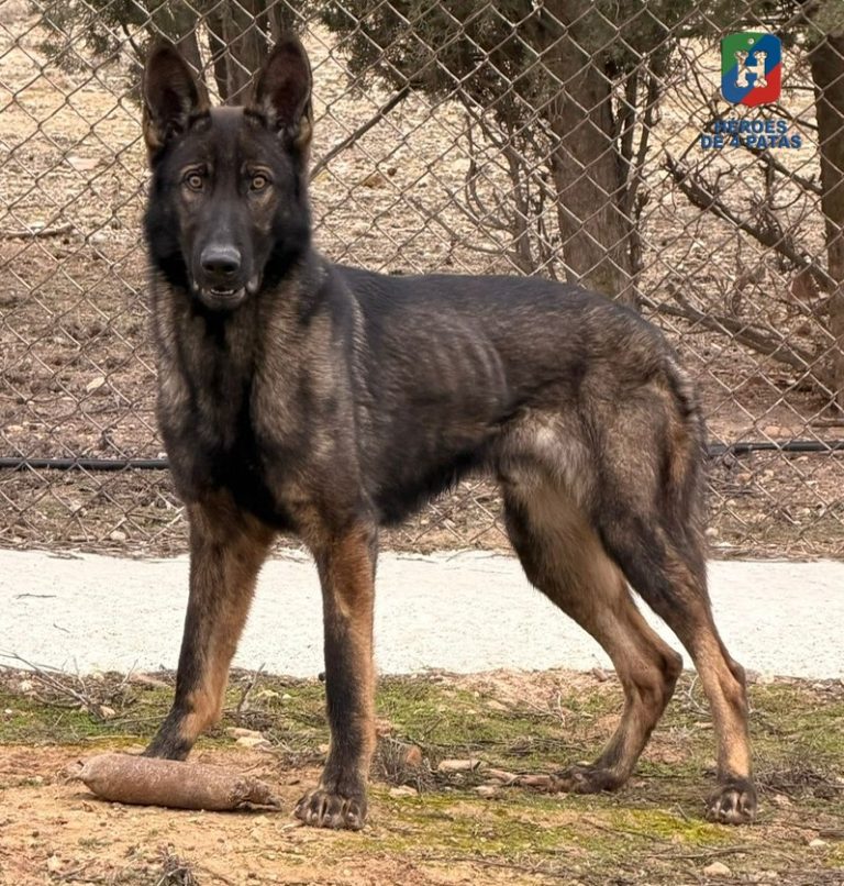 Baste, Pastor Alemán