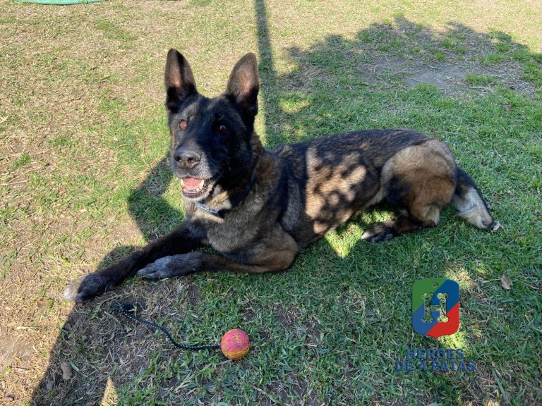 Oli, Pastor Belga Malinois