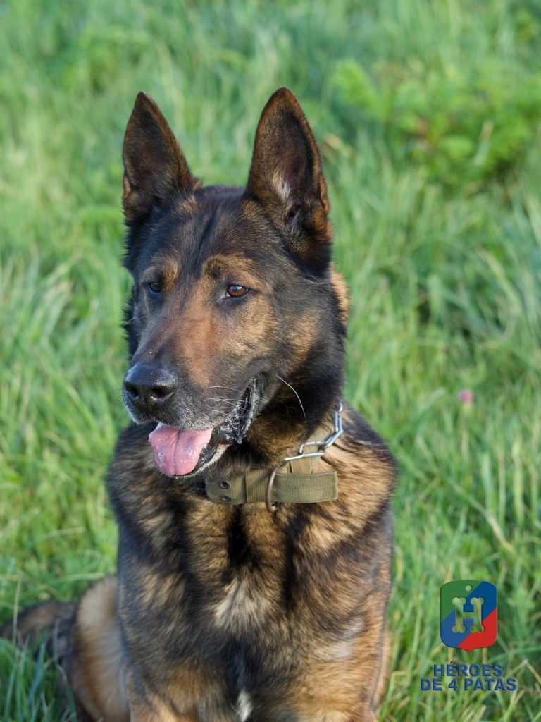 Dagui, Pastor Alemán