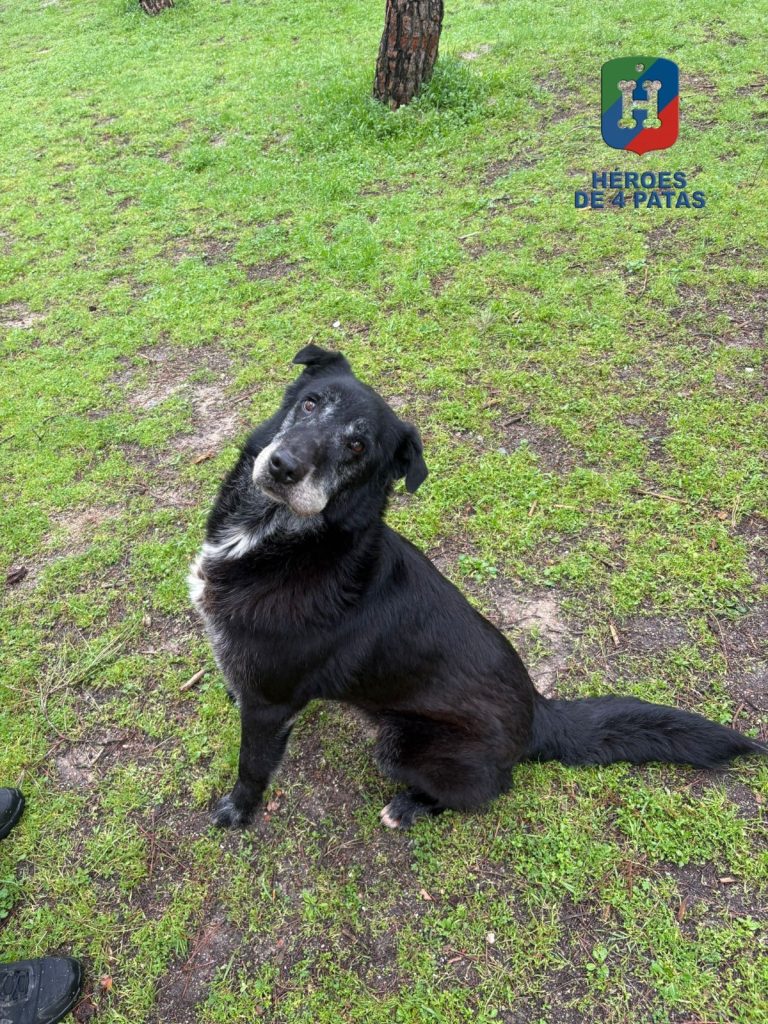 Nico, Mestizo de labrador y Pastor Belga Malinois