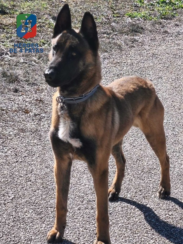 Camarón, Pastor Belga Malinois