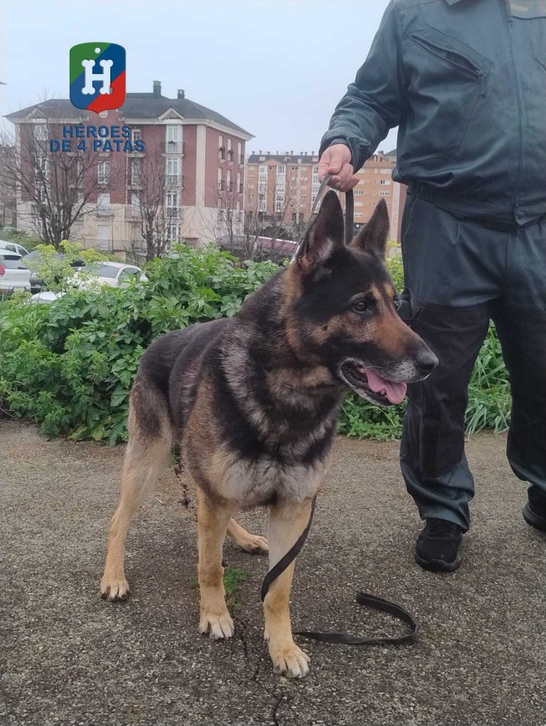 Homer, Pastor Alemán