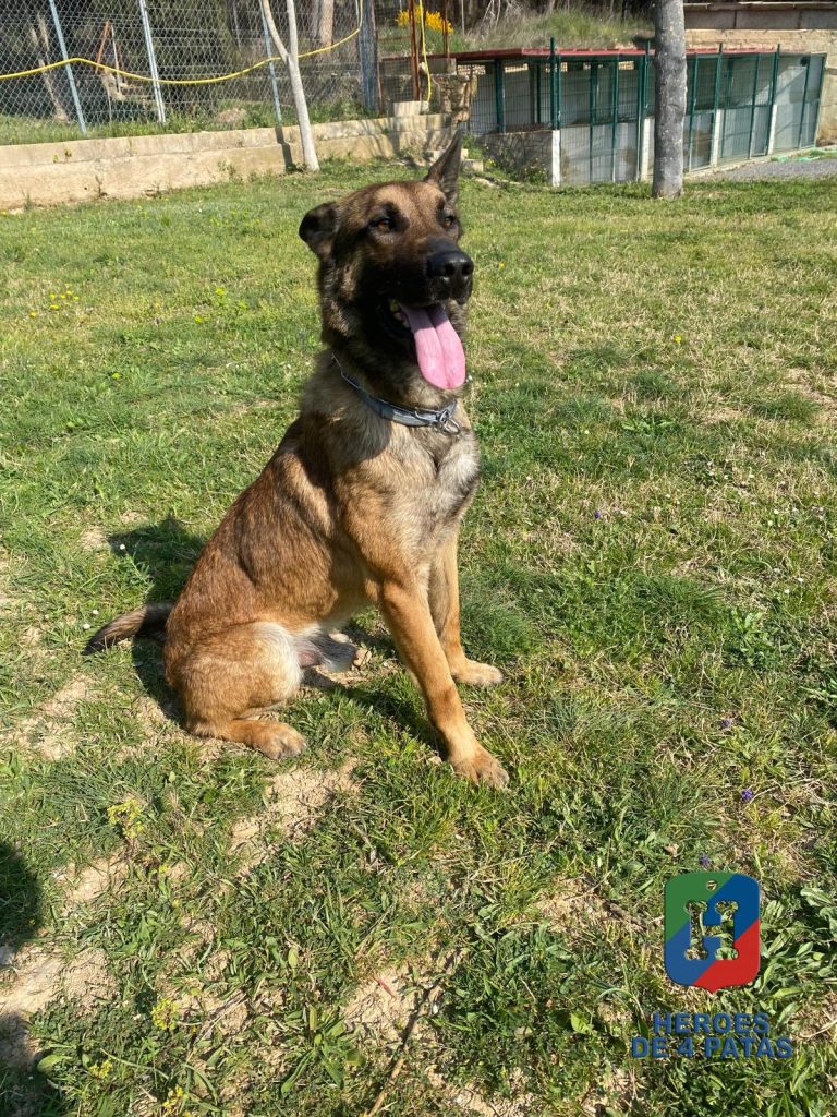 Zepo, Pastor Belga Malinois