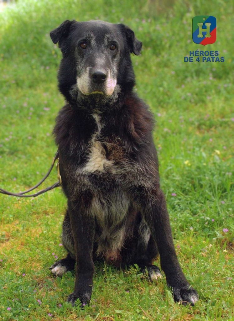 Nico, Mestizo de Labrador y Pastor Belga Malinois