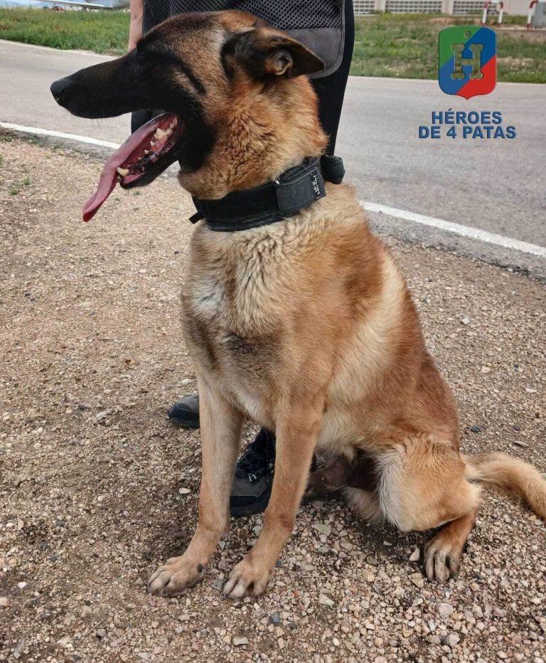 Arthur, Pastor Belga Malinois