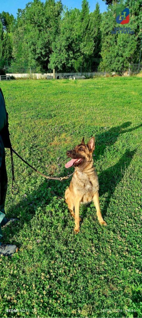 Jara, Pastor Belga Malinois