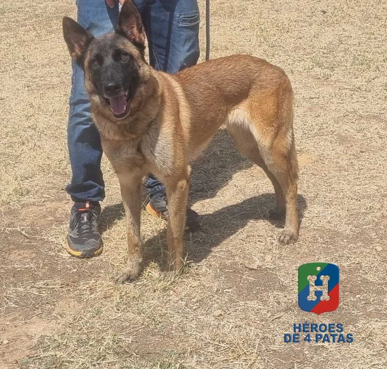 Ronda, Pastor Belga Malinois