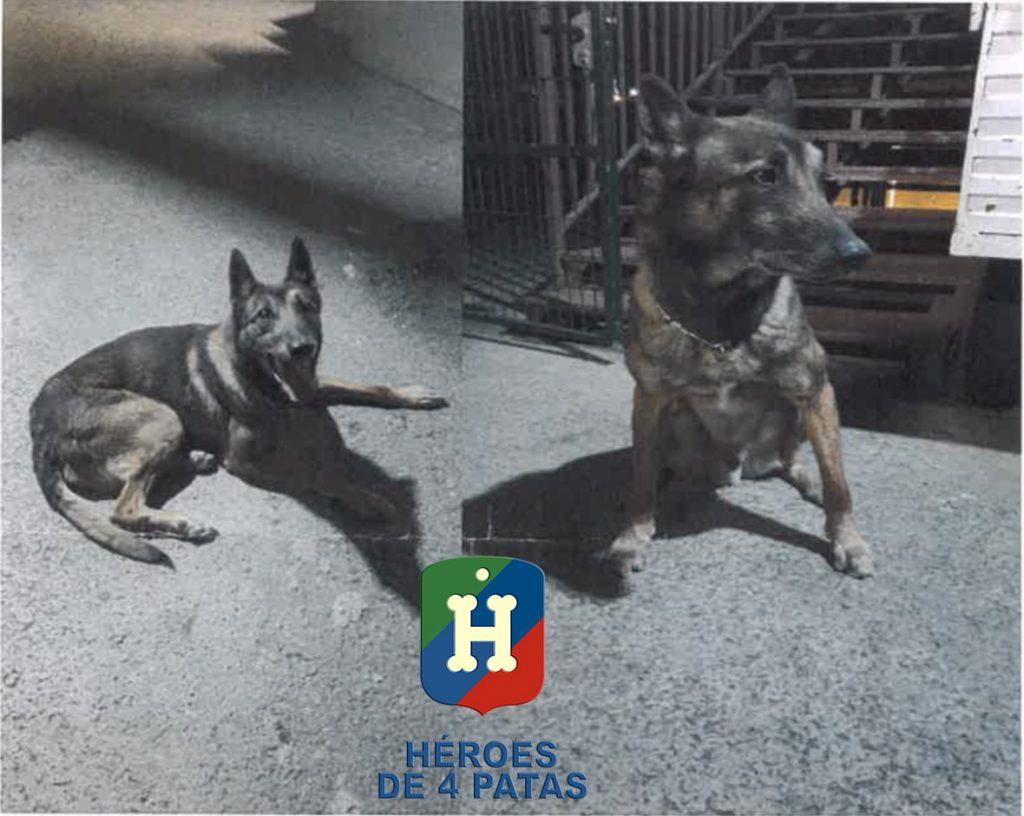 Caïd perro en adopción